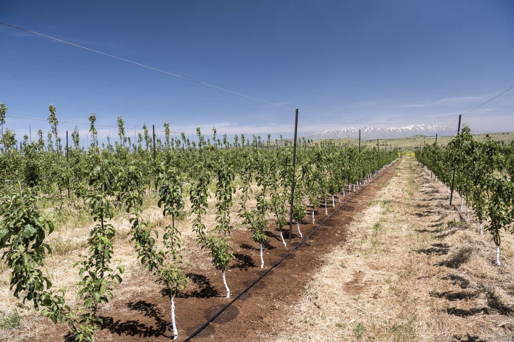 ТҮРКІСТАН ОБЛЫСЫНЫҢ ТАУЛЫ АЙМАҒЫНДА СУ ҮНЕМДЕУ ТЕХНОЛОГИЯСЫ ЕНДІРІЛІП ЖАТЫР