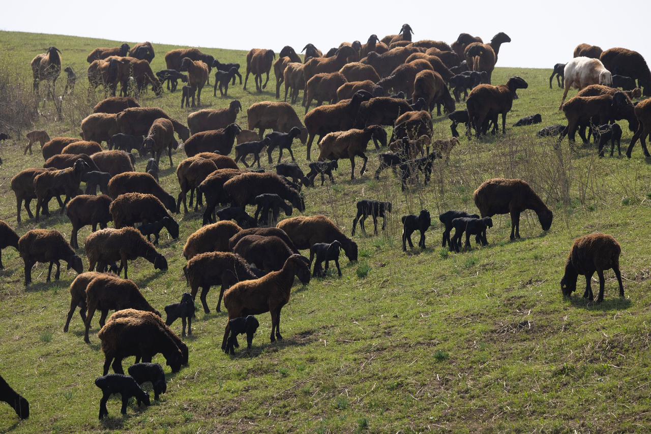 Начинается важный сезон для животноводов