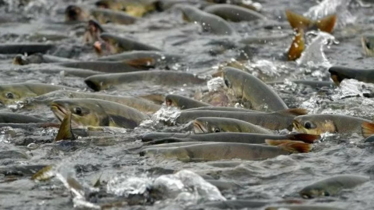 Ақмола өңірінде «Уылдырық шашу» акциясы басталды