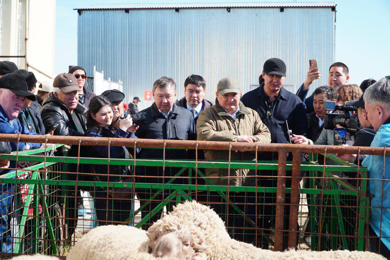 Ақмола облысында қалмақ сиырының тұқымы артуда