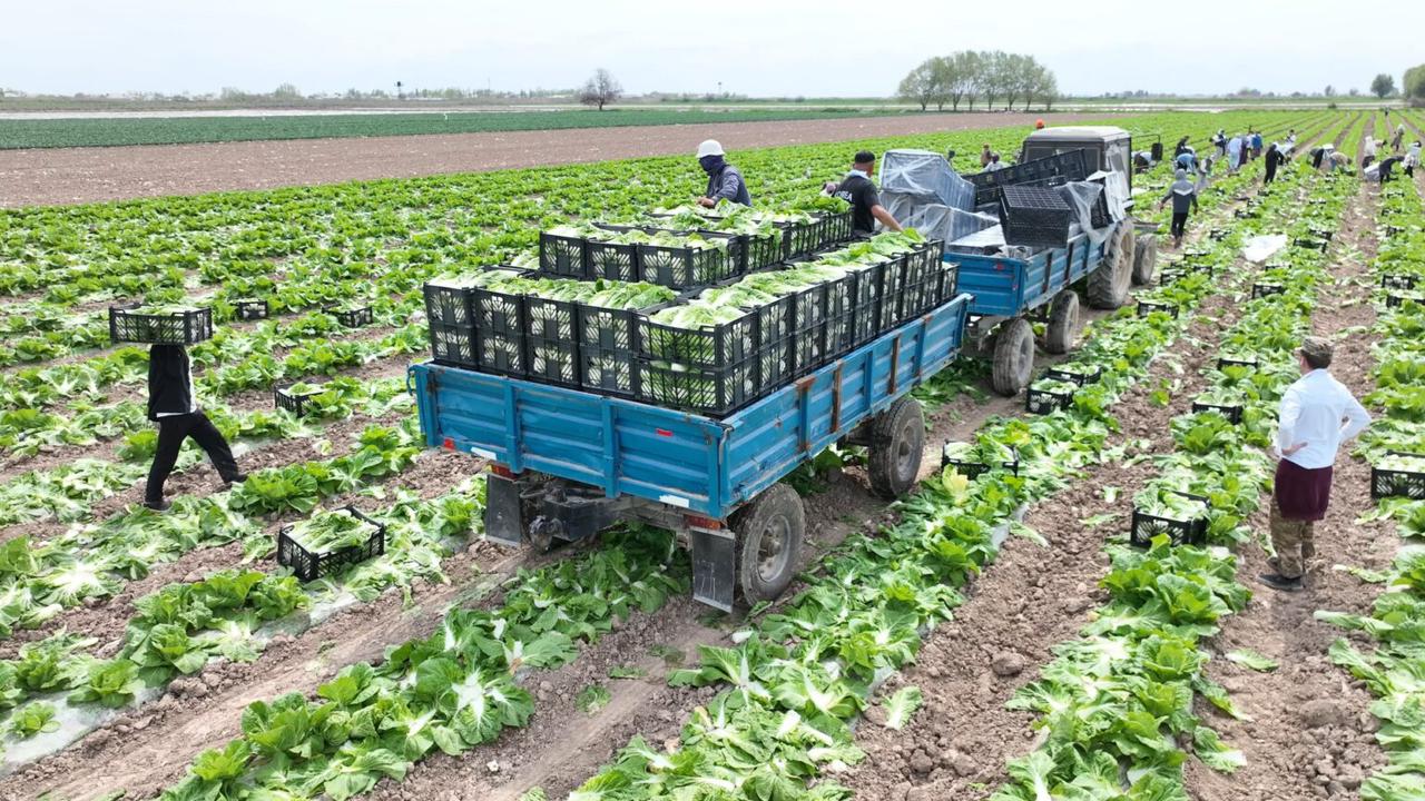 Түркістан облысының диқандары Ресейге ерте пісетін қырыққабат өнімін экспорттады