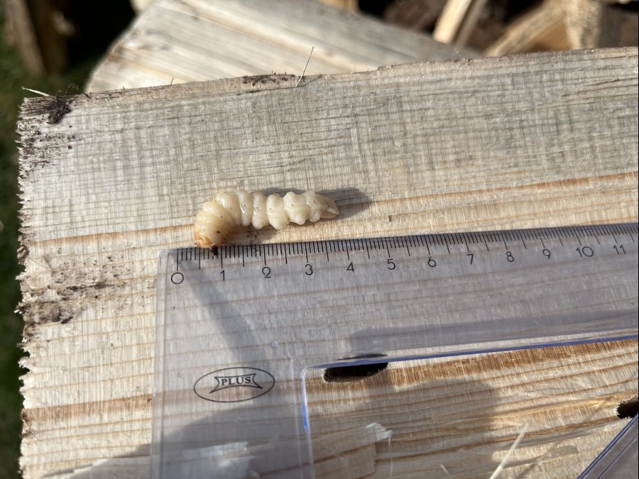 Личинки жука черного соснового усача выявлены в пиломатериалах, ввезенных в Казахстан