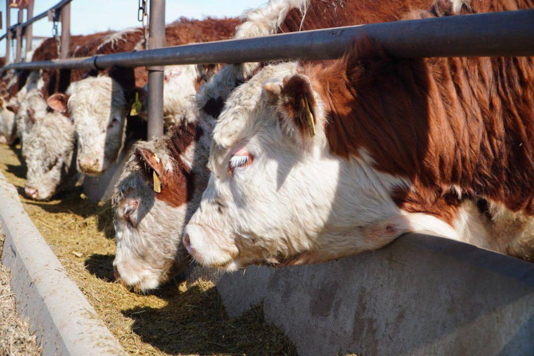 Ақмола облысында 37 мыңнан астам ірі қараға арналған ет кластері қалыптастырылуда