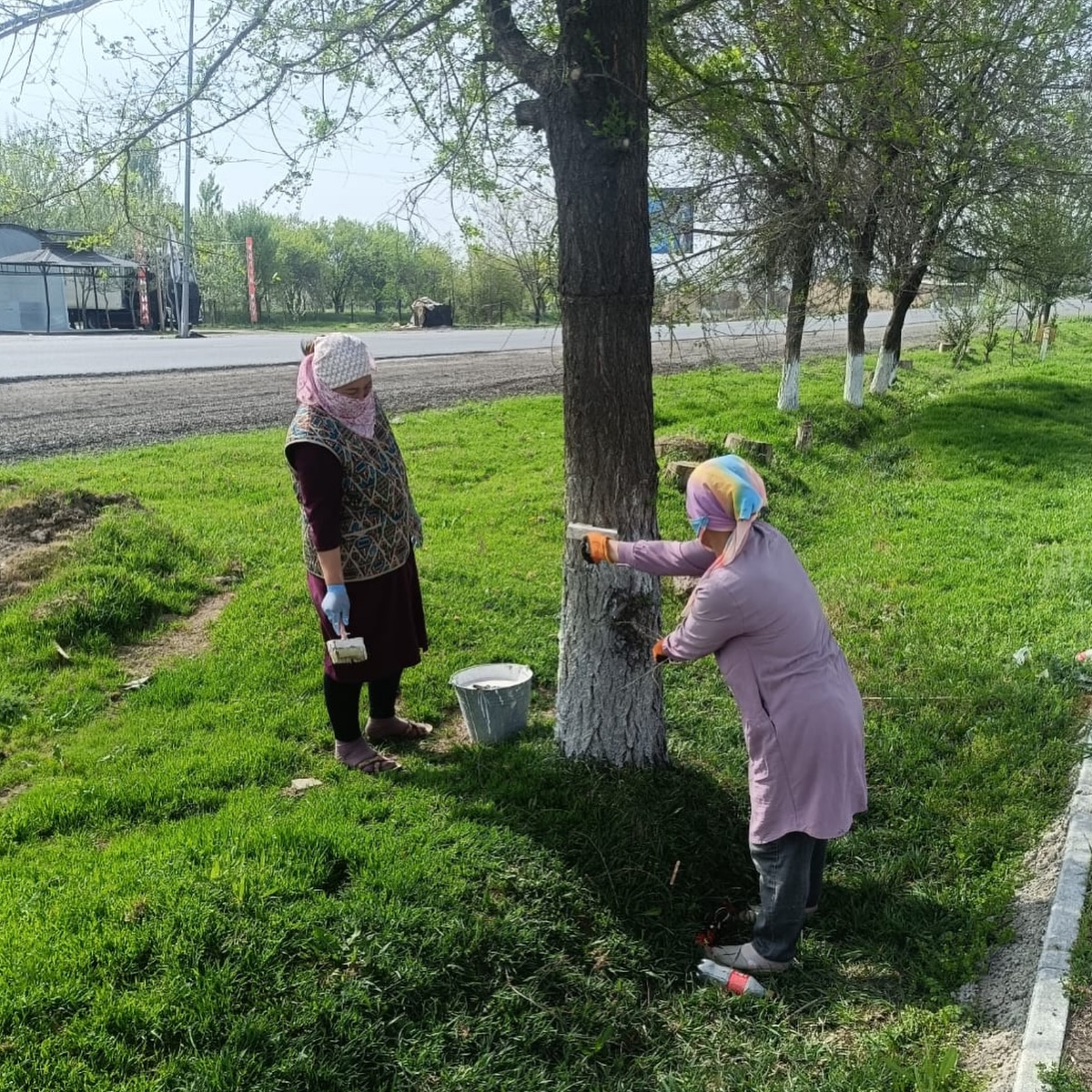 В КЕЛЕСЕ ПОСЕЯНО 3 500 САЖЕНЦЕВ, ПОБЕЛЕНО 4 500 ДЕРЕВЬЕВ