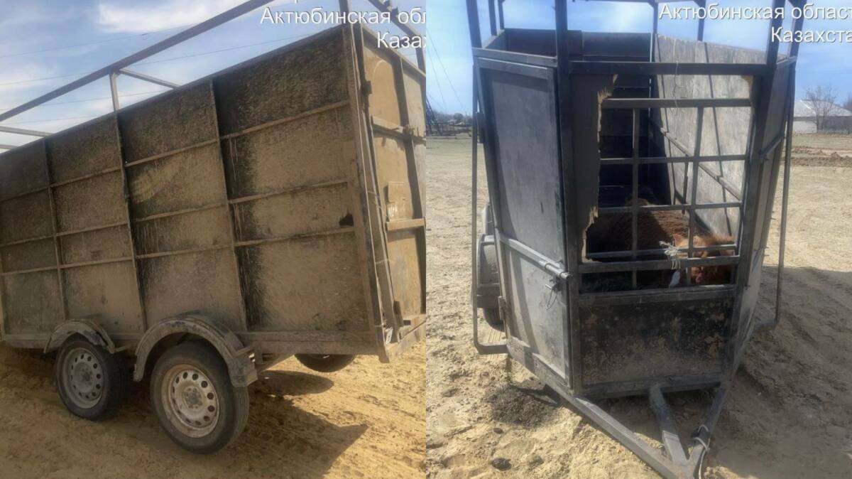 «Мал ұрлығына жол жоқ!» ЖПІШ: Ырғызда полиция құлынды бие ұрлаудың жолын кесті