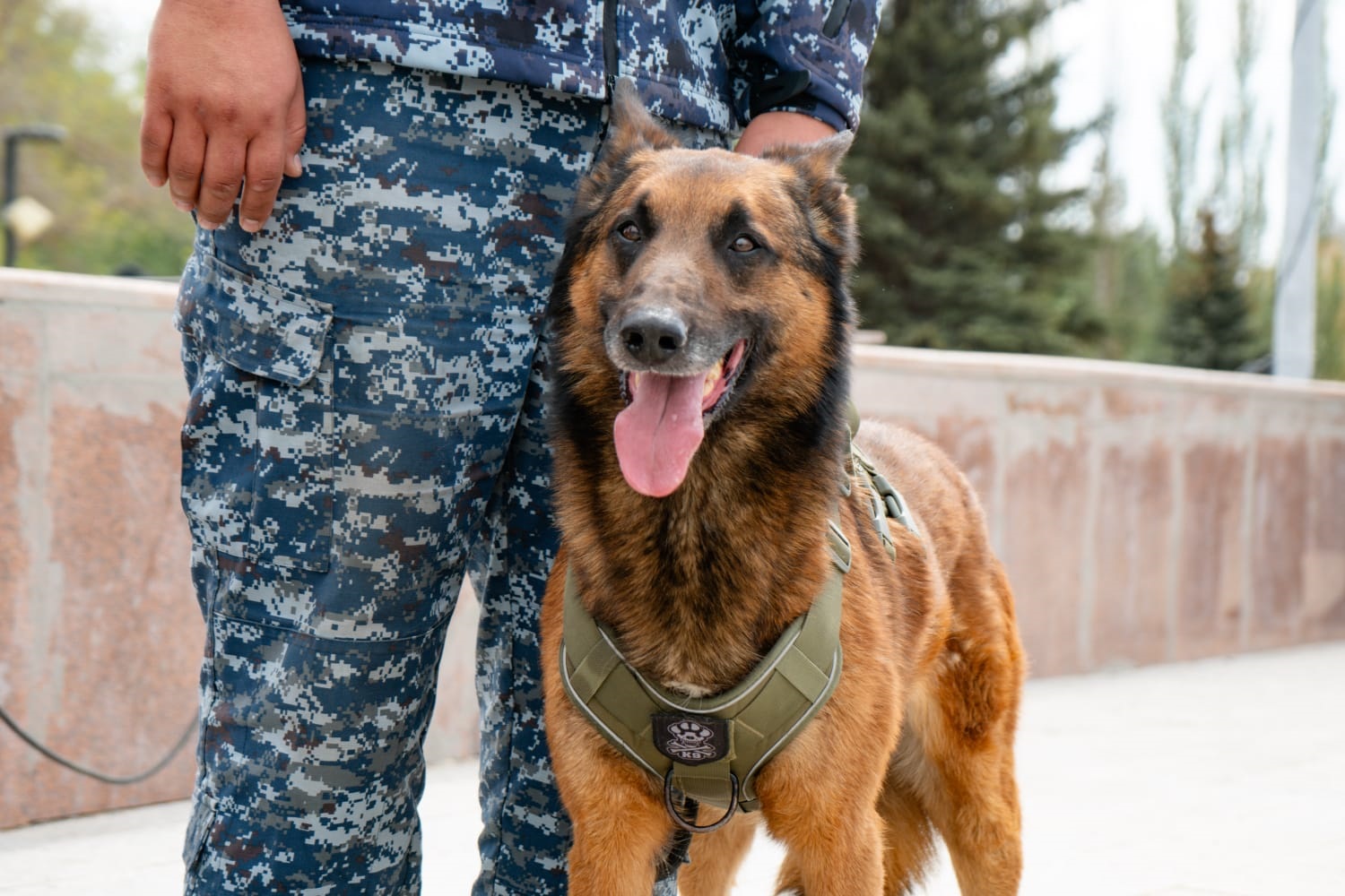 «Көзқарастан түсінеді»: кинолог пен қызметтік иттің тандемі 64 қылмысты ашты