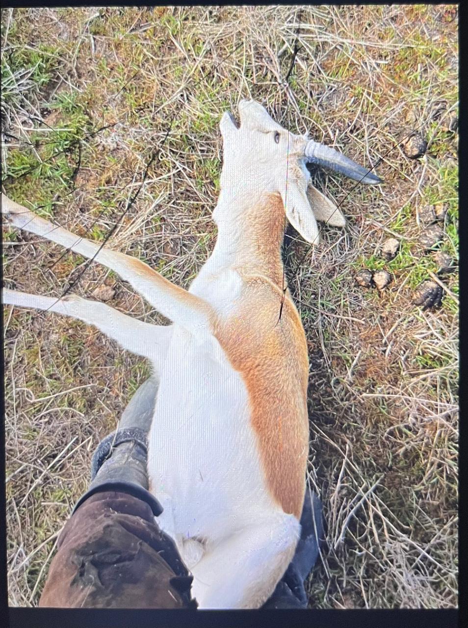 Жамбыл облысында қарақұйрықты заңсыз аулау дерегі анықталды