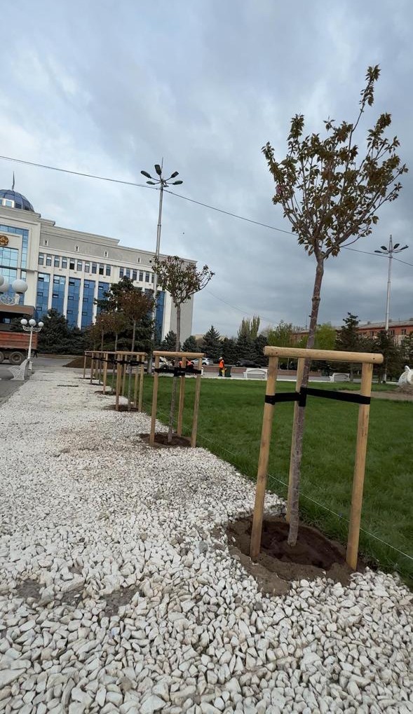 Сакура енді Тараз төрінде