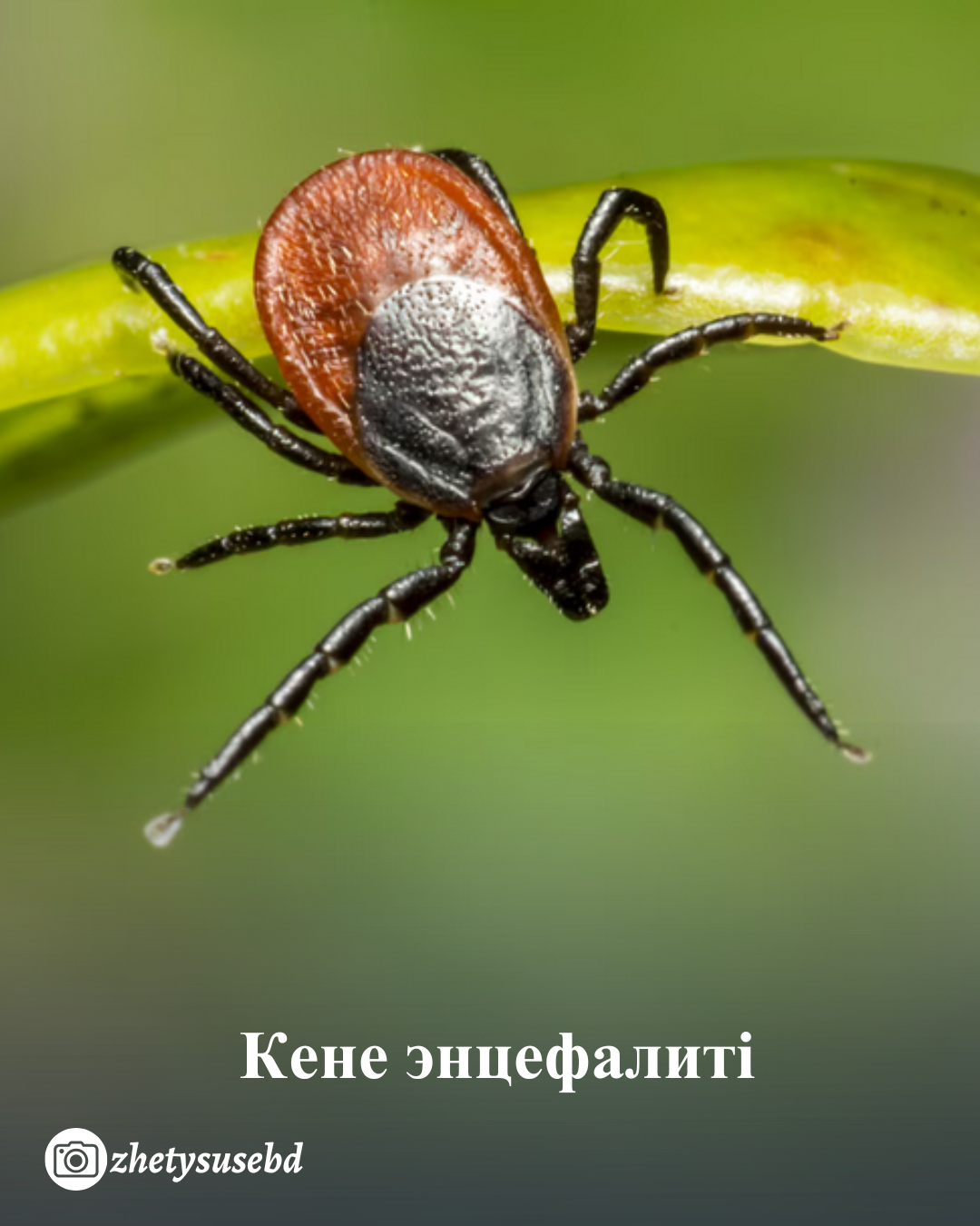Кене энцефалиті