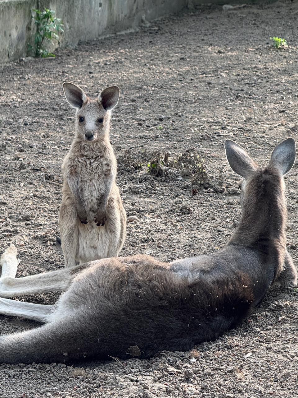 Алматы хайуанаттар бағында үш кенгуру төлі дүниеге келді