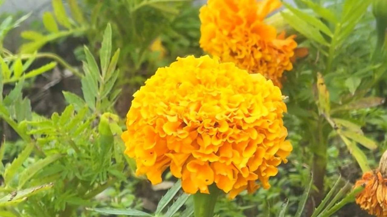 Қарағанды саябақтары мен гүлзарларын миллионнан астам гүлмен безендірмек