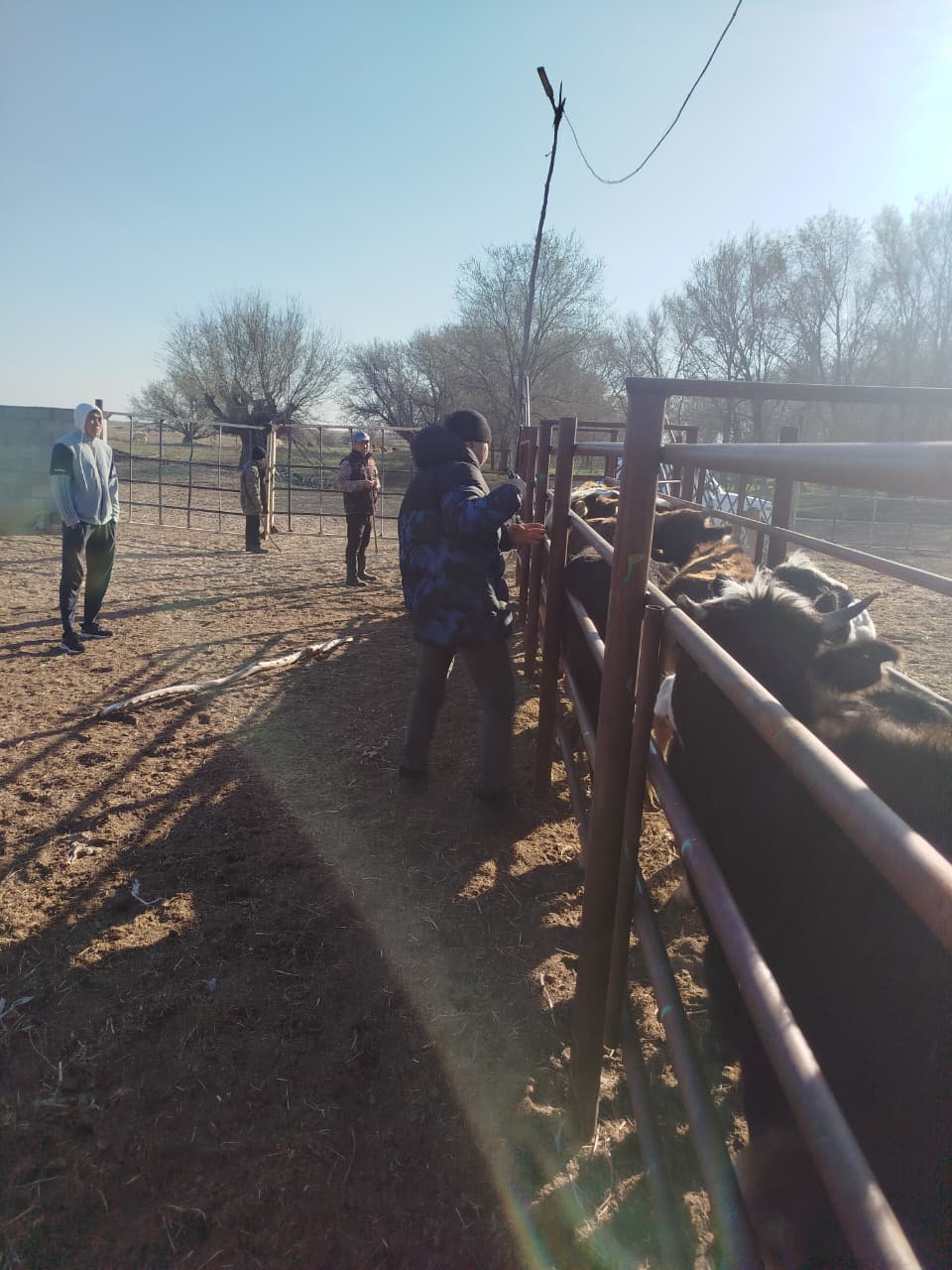 Ірі қара малдарды бірдейлендіру жұмыстары жүргізілуде