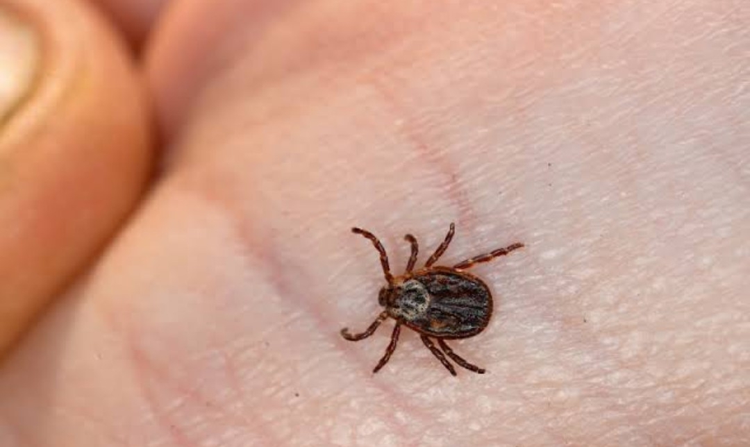 Конго-Қырым геморрагиялық қызбасынан сақ болыңыз!