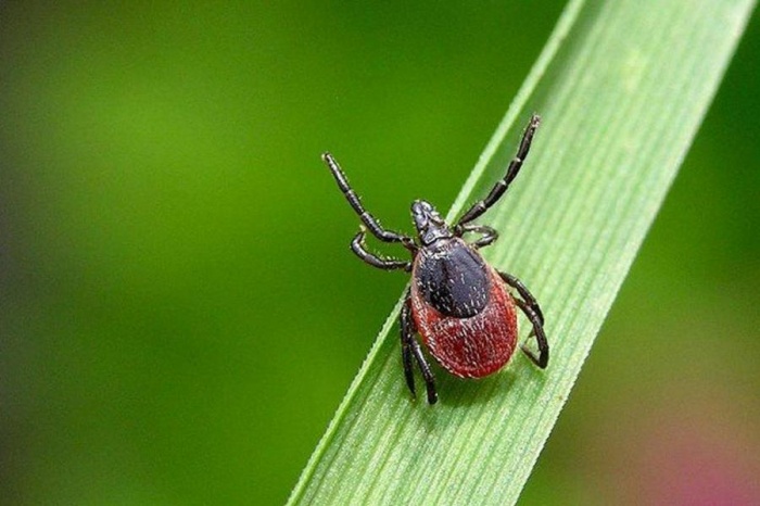 Қостанай облысында кене шағуының 31 жағдайы тіркелді