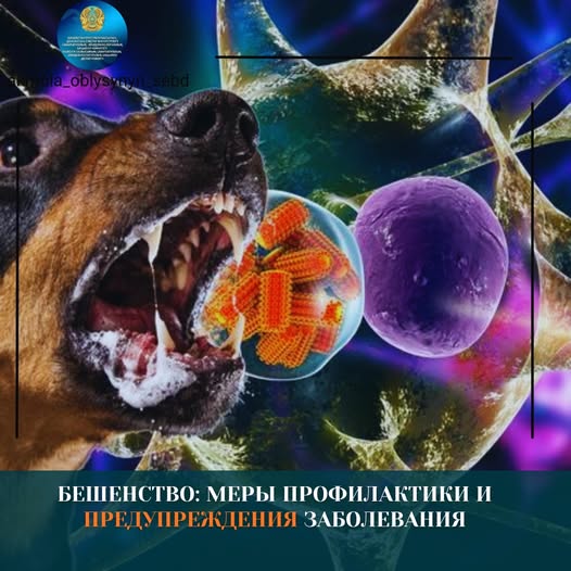 Құтыру: аурудың алдын алу және сақтану шаралары