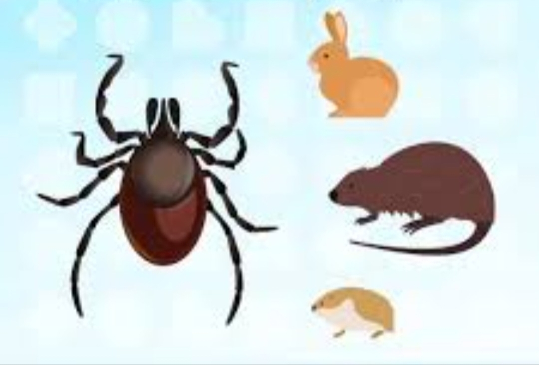 Абайланыз, туляремия!