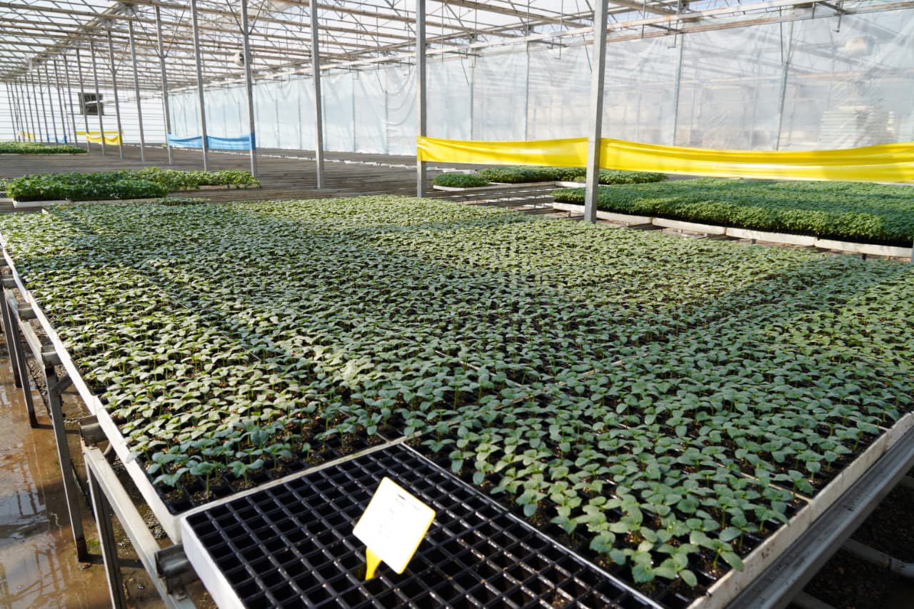 ТҮРКІСТАН ОБЛЫСЫНДА ЖЫЛЫЖАЙЛАРДЫ ЭКОЛОГИЯЛЫҚ ТИІМДІ ЖЫЛЫТУ ЖОЛДАРЫ ЕНГІЗІЛУДЕ