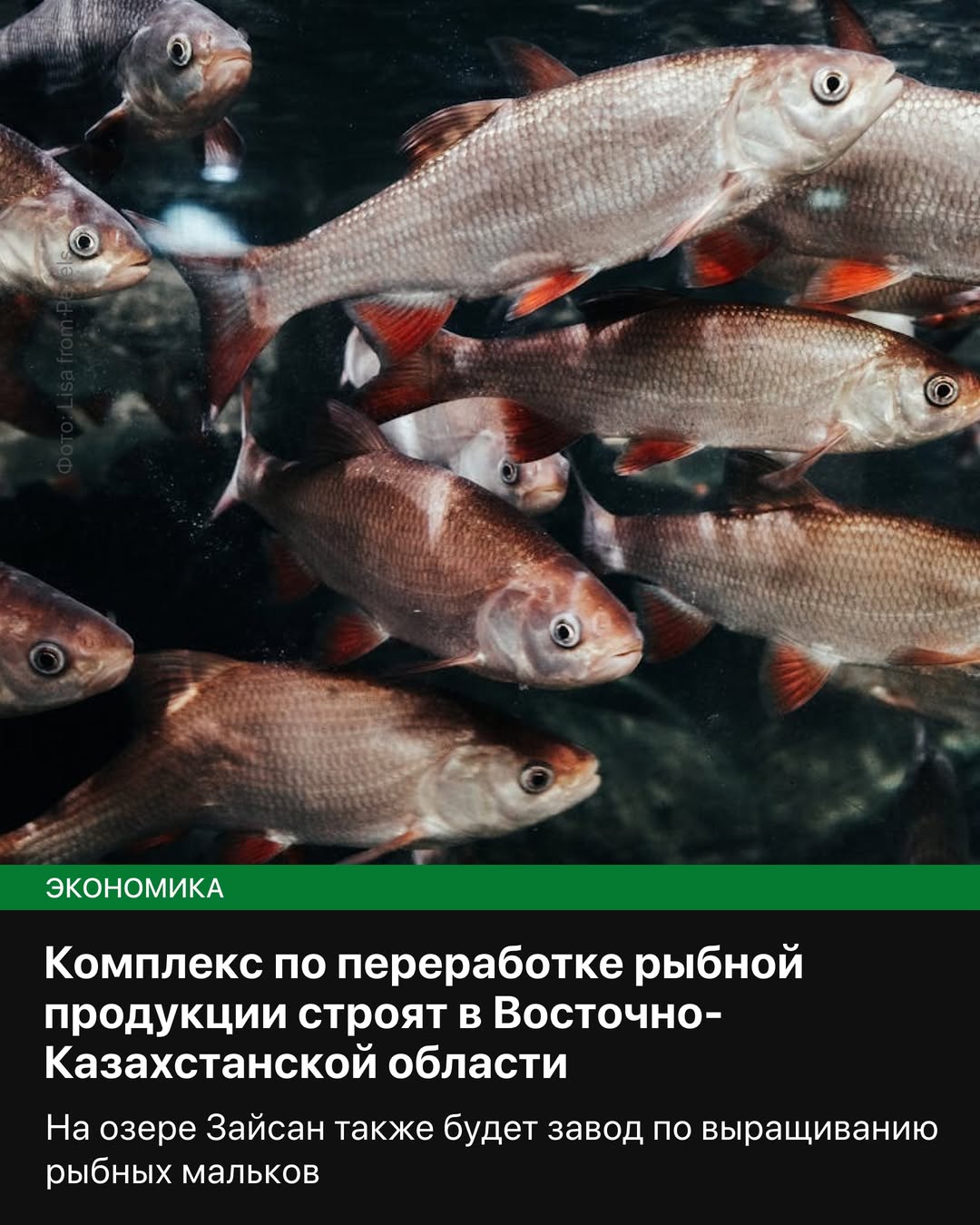 Шығыс Қазақстан облысында балық өнімін қайта өңдеу кешені салынуда.