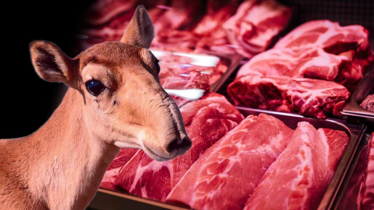 Ақбөкен етінің құндылығы мен пайдасы туралы