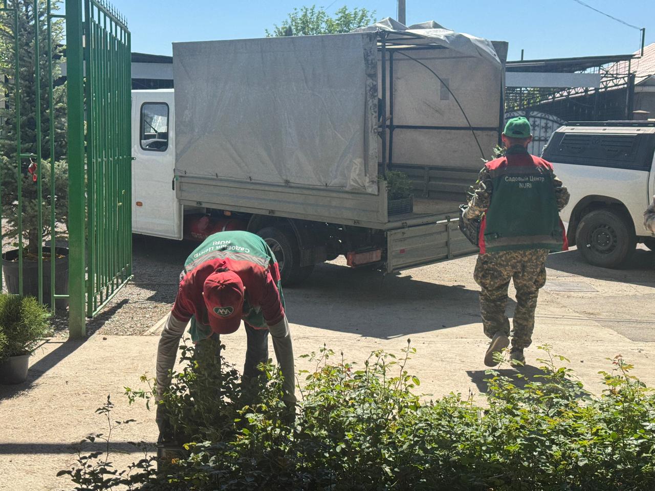 Таразға 1000 түп раушан гүлi тарту етілді