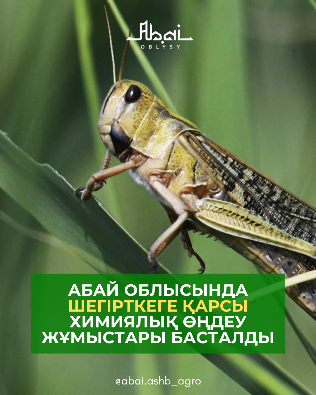 Абай облысында шегірткеге қарсы химиялық өңдеу басталды