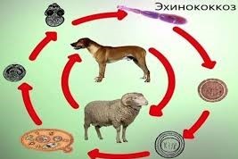 Эхинококкоздың алдын алу.