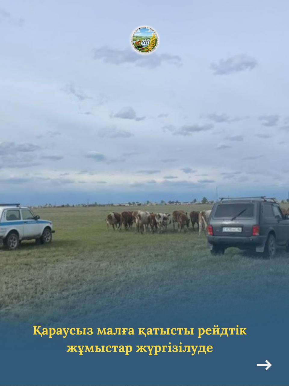 Қараусыз малға қатысты рейдтік жұмыстар жүргізілуде