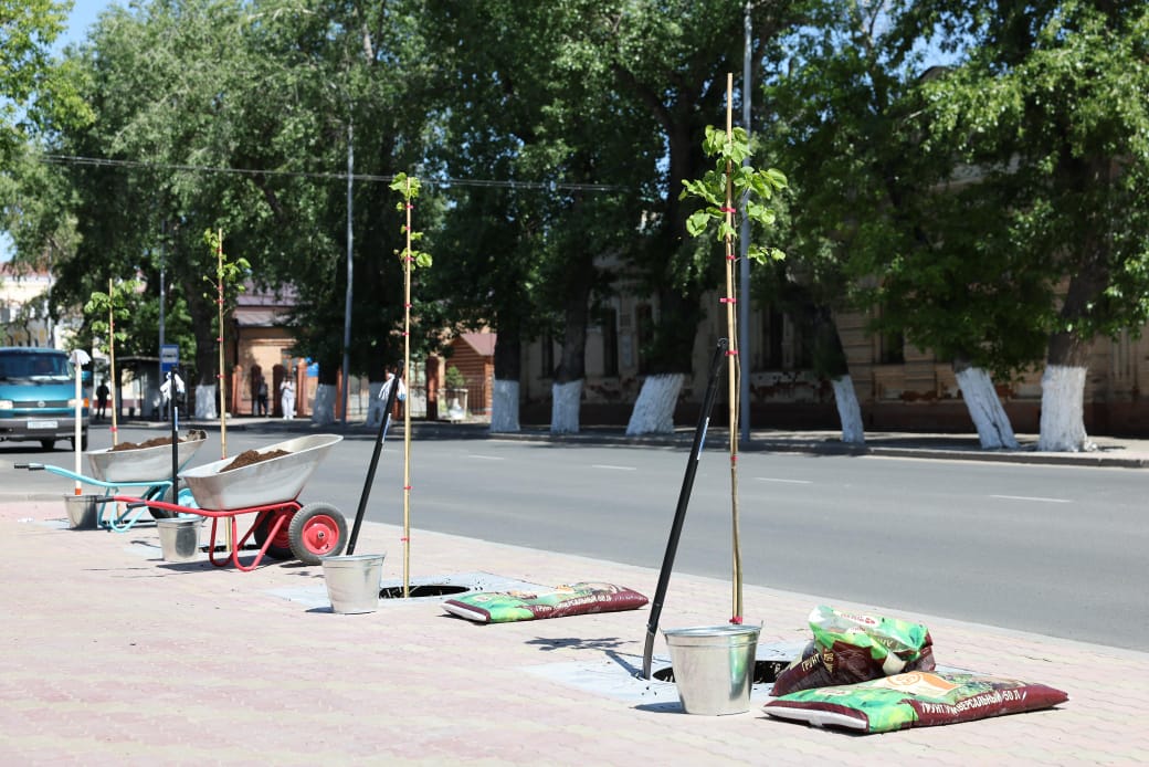 В Павлодаре продолжается работа по озеленению и обновлению городского зеленого фонда