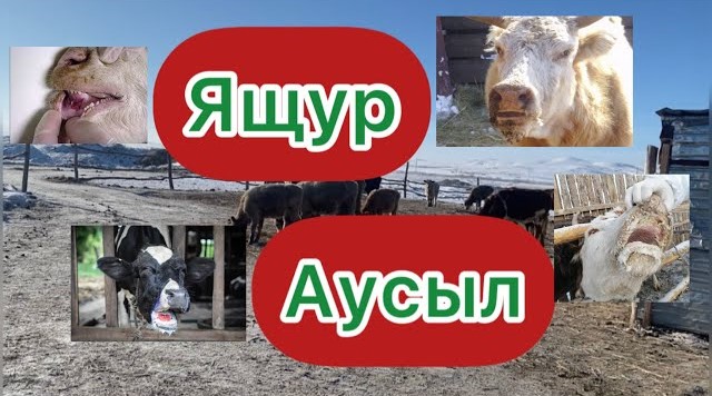 Способы профилактики ящура