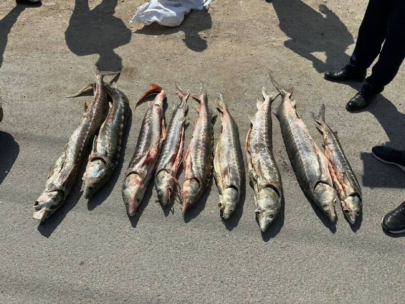 Незаконное хранение осетровой рыбы и наркотиков пресечено в Мангистауской области