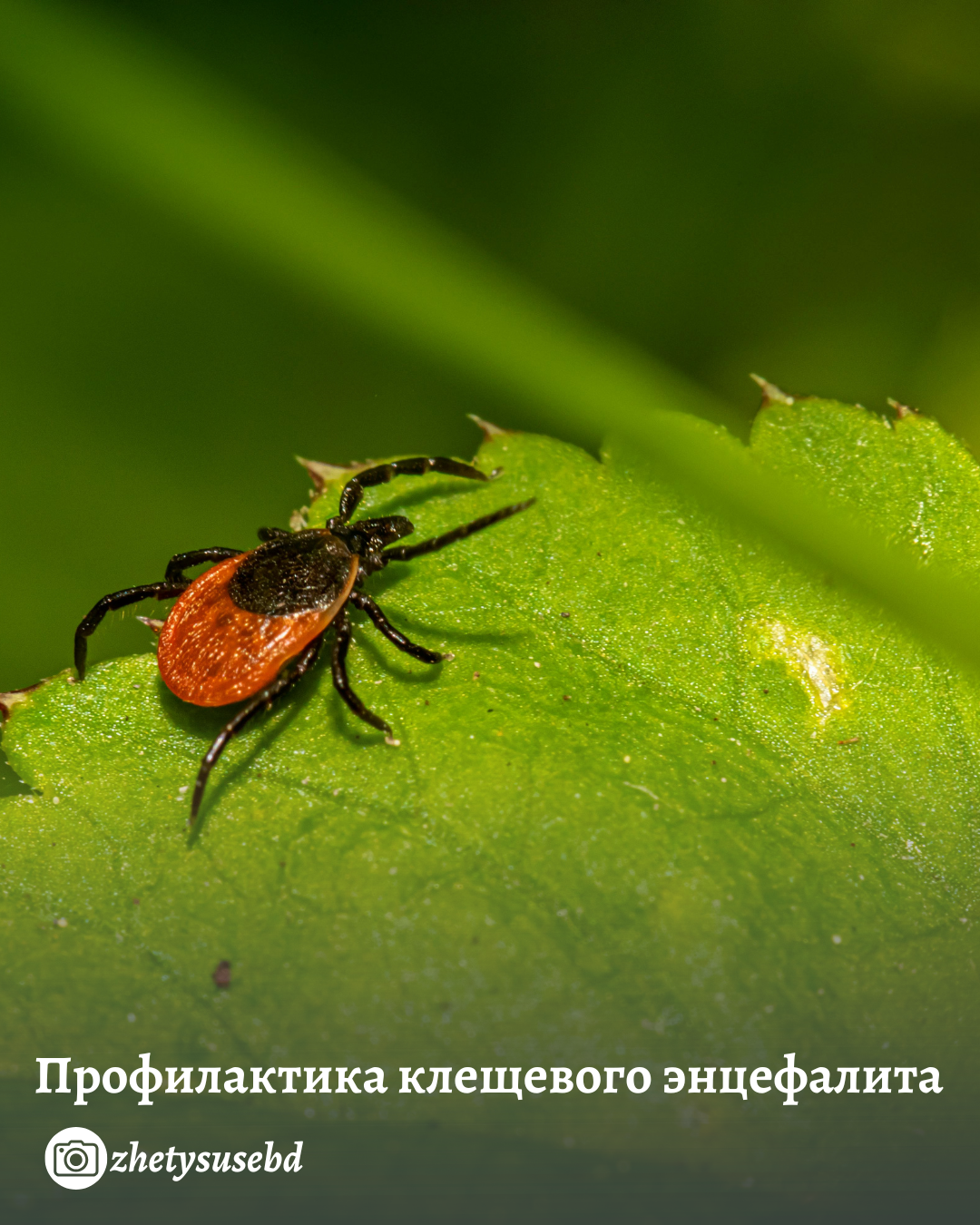 Профилактика клещевого энцефалита