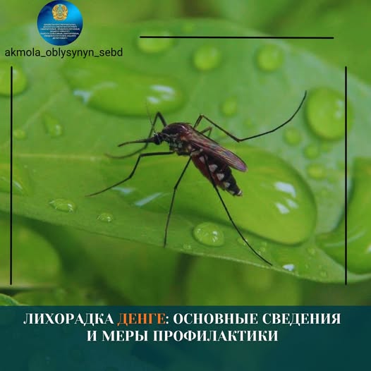 Лихорадка денге: основные сведения и меры профилактики