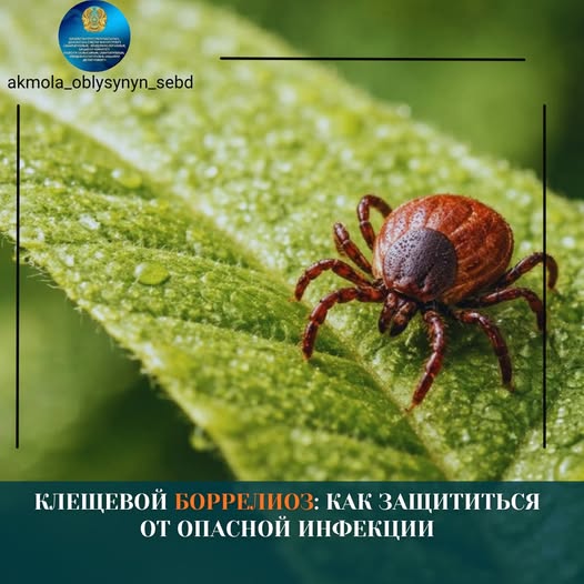 Клещевой боррелиоз: как защититься от опасной инфекции