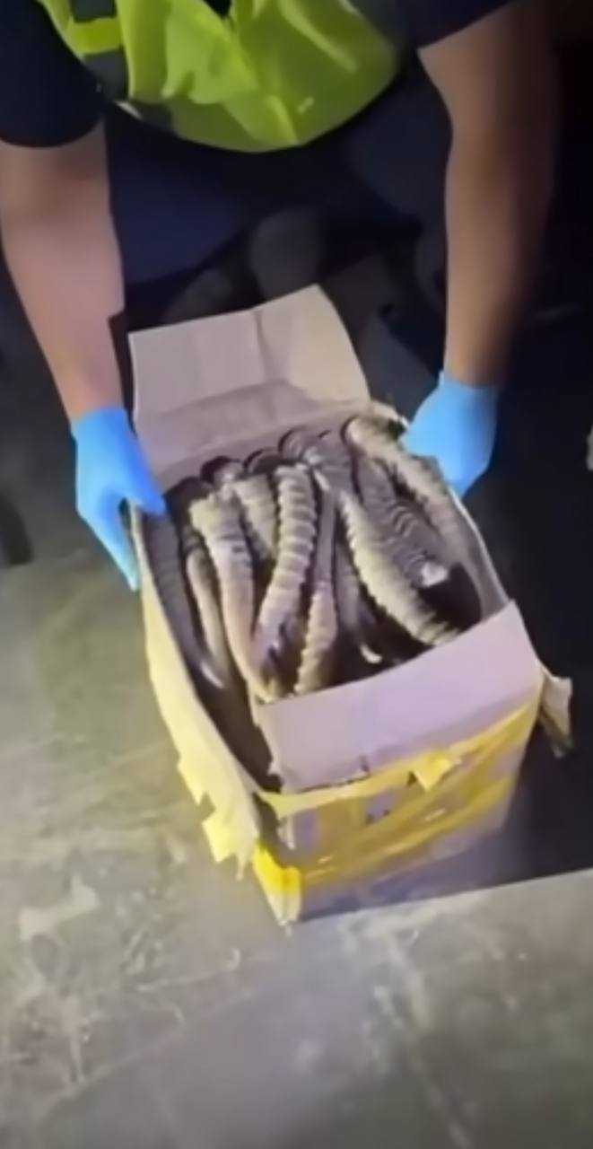 Более 500 килограммов рогов сайгака не допущено в незаконный оборот в области Жетісу