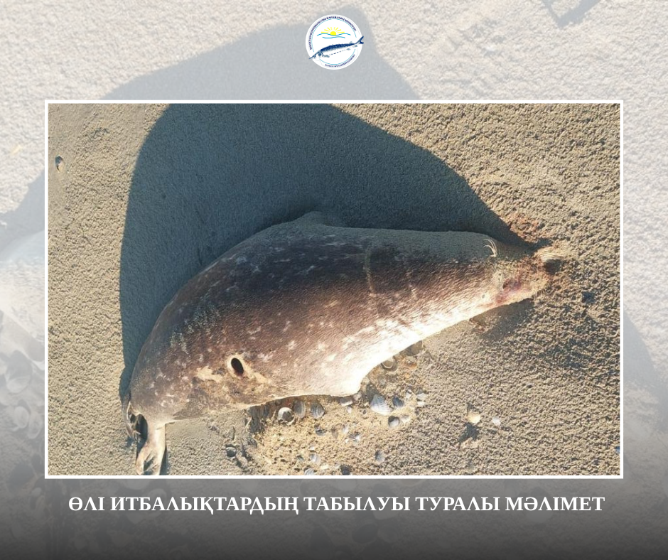 Өлі итбалықтардың табылуы туралы мәлімет