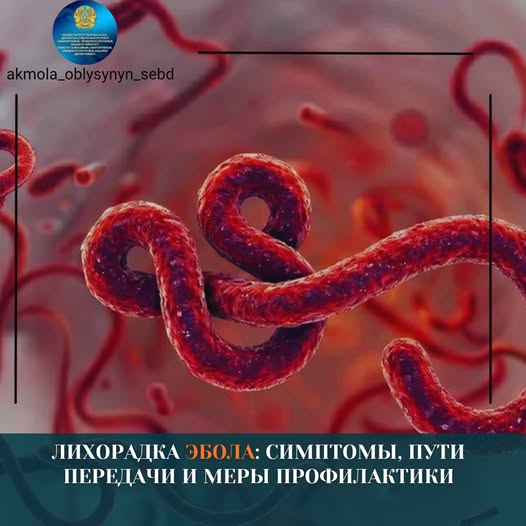 Лихорадка Эбола: симптомы, пути передачи и меры профилактики