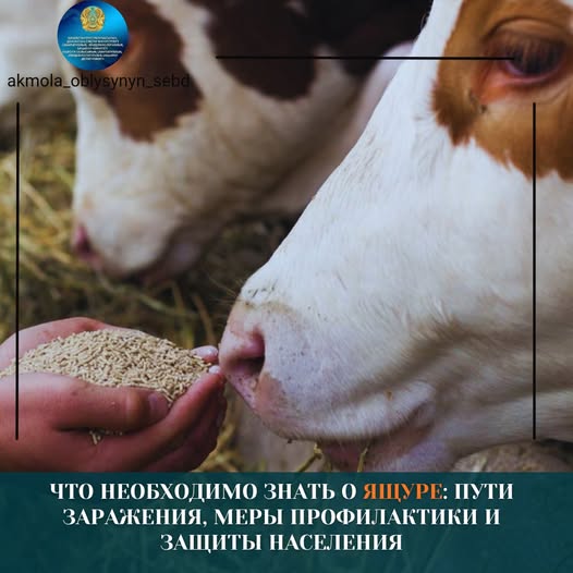 Что необходимо знать о ящуре: пути заражения, меры профилактики и защиты населения