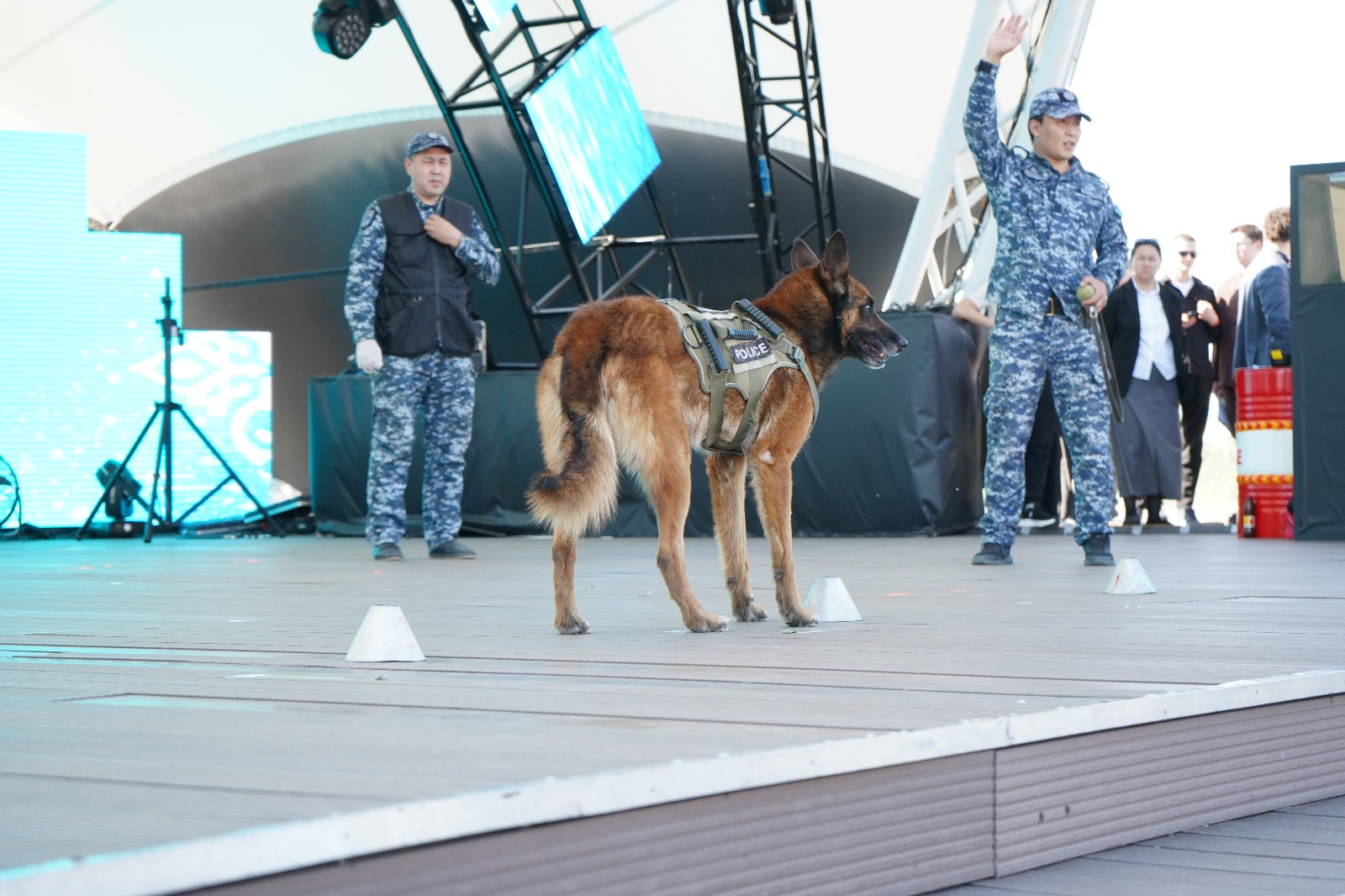 Четвероногий инспектор на набережной: как хвостатая звезда полиции Павлодара дала старт акции «Закон и порядок»