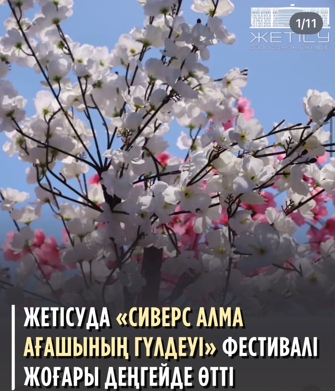 Сарқан ауданының Тополевка ауылы маңындағы «Жоңғар-Алатау» мемлекеттік ұлттық табиғи паркінің аумағында ерекше табиғи құбылысқа арналған «Сиверс алма ағашының гүлдеуі» фестивалі жоғары ұйымдастырушылық деңгейде өтті.