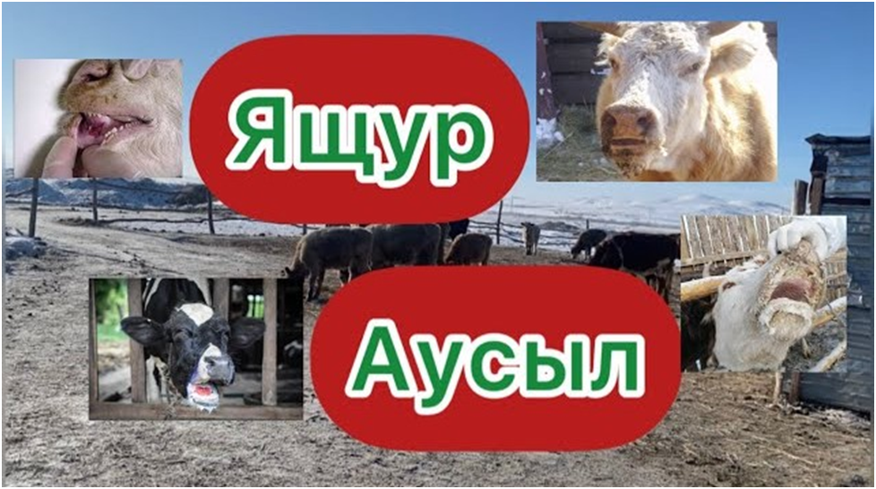 Способы профилактики ящура