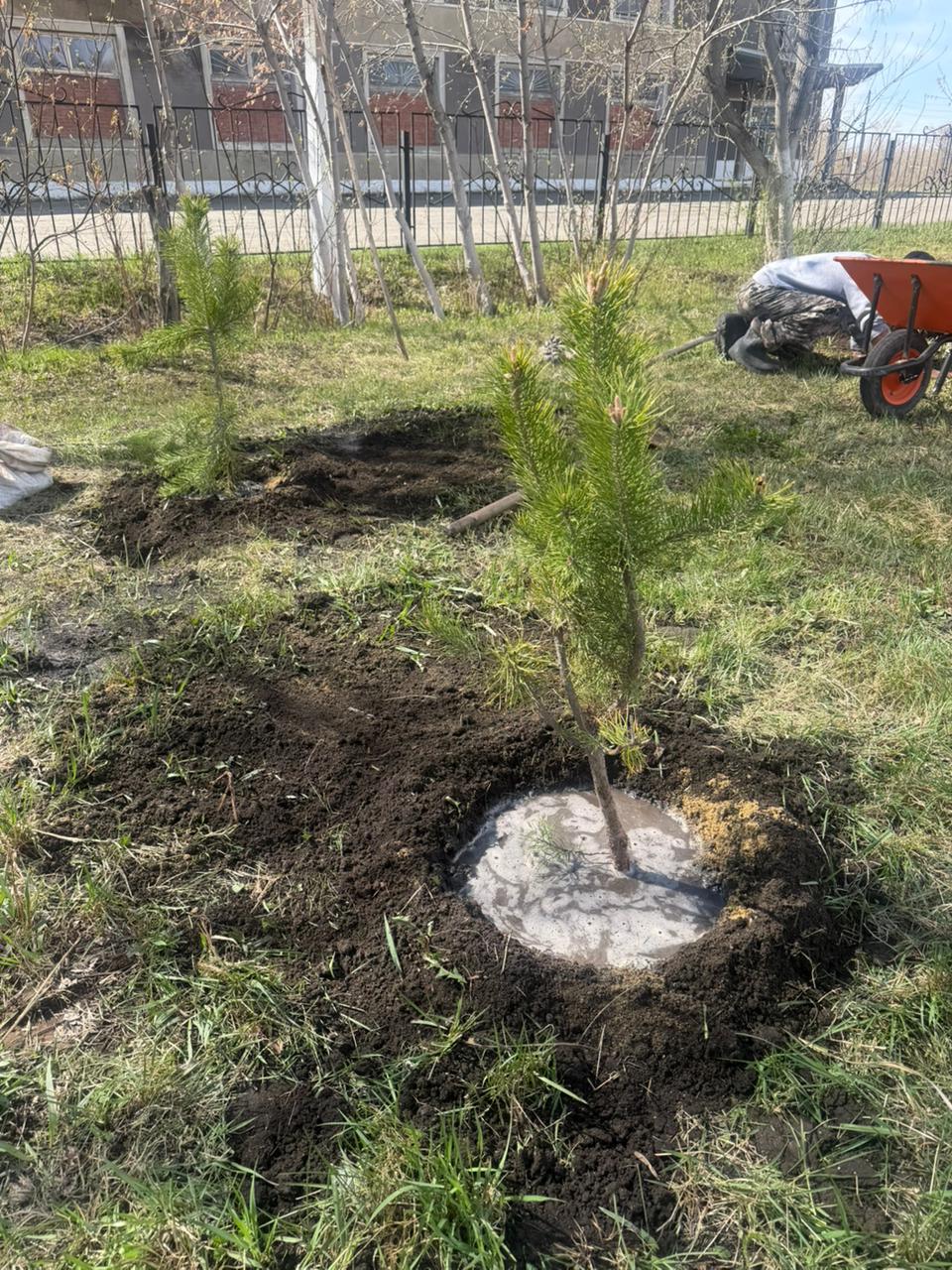 Бүкілқазақстандық ағаш отырғызу күні.