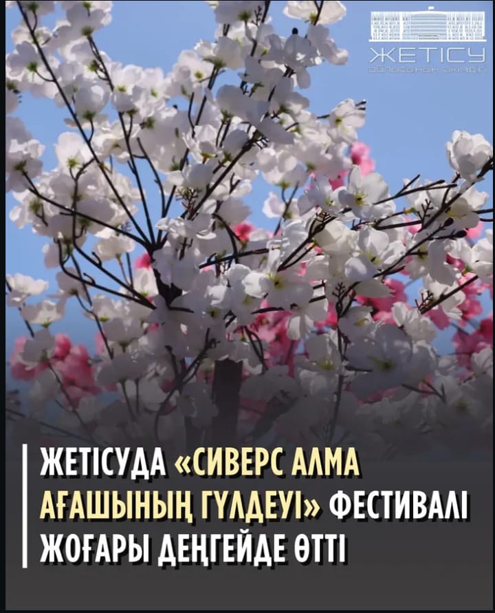 Сиверс алма ағашының гүлденуі